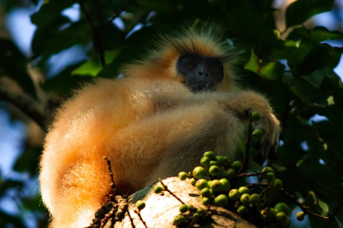 Chakrashila Wildlife Sanctuary